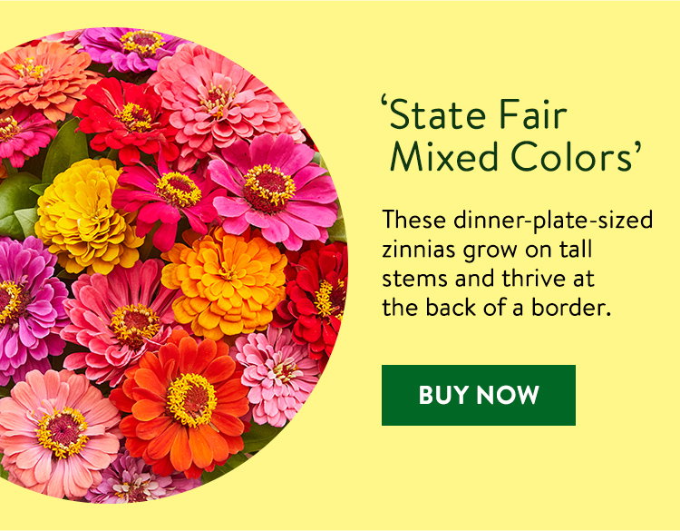 State Fair Mixed Colors, Zinnia