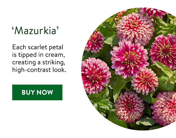 Mazurika, Zinnia