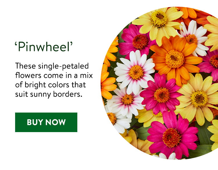 Pinwheel, Zinnia