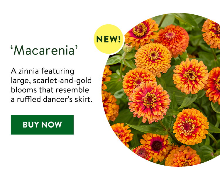 Macarenia, Zinnias