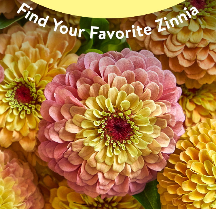 Queeny Lemon Peach, Zinnia