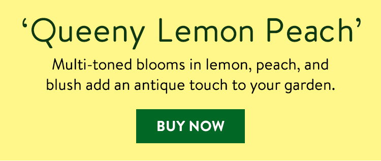 Queeny Lemon Peach, Zinnia