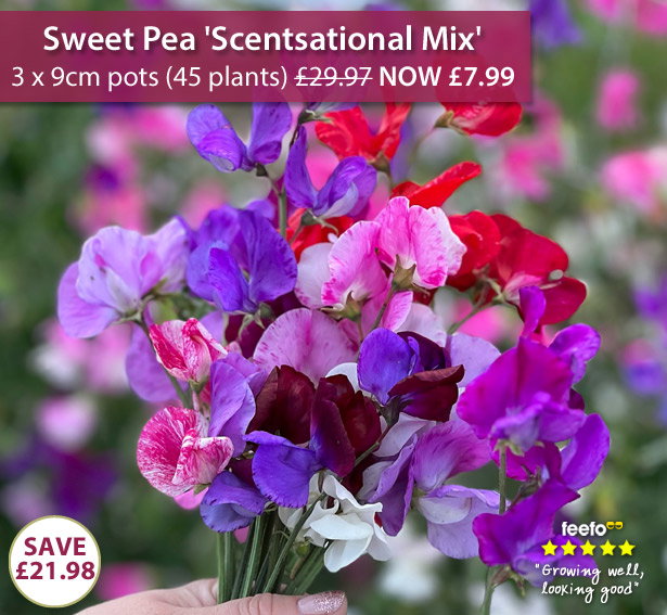 Sweet Pea 'Scentsational Mix'