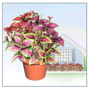 Rainbow Plant S/3