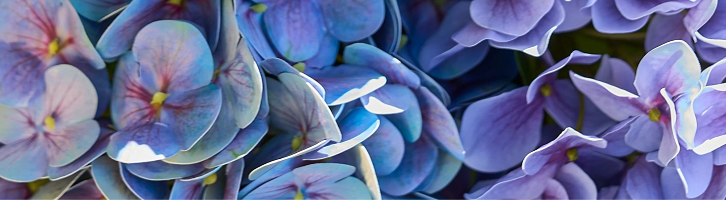 Closeup of Outdoor Purple Hydrangea Harmony Pot Fillers