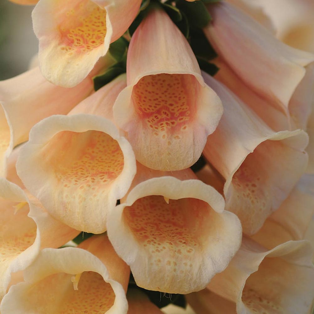 Foxglove 'Dalmatian Peach'