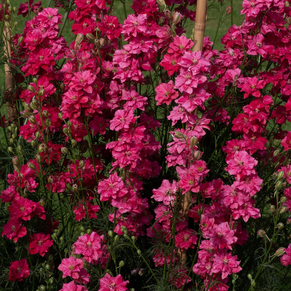 Delphinium 'King Size Scarlet'