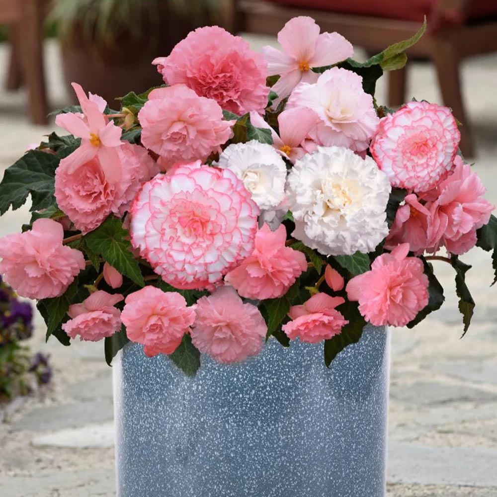 Begonia 'Majestic Pink Shades Mix' 