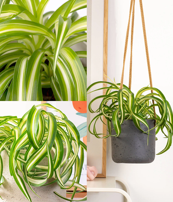 Curly Spider Plant