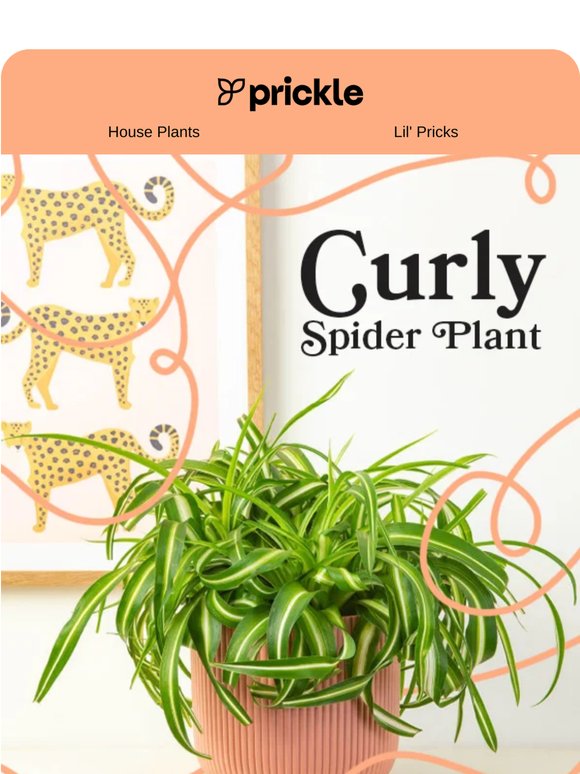 The curly wurly incy wincy spider plant 🕷️