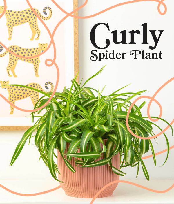 Curly Spider Plant