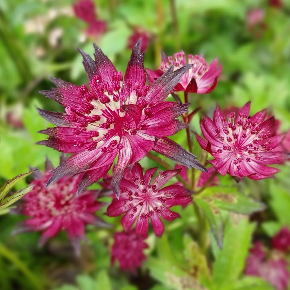 Astrantia 'Moulin Rouge'