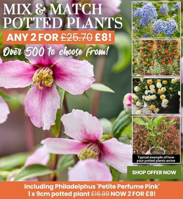Mix & Match Potted Plants