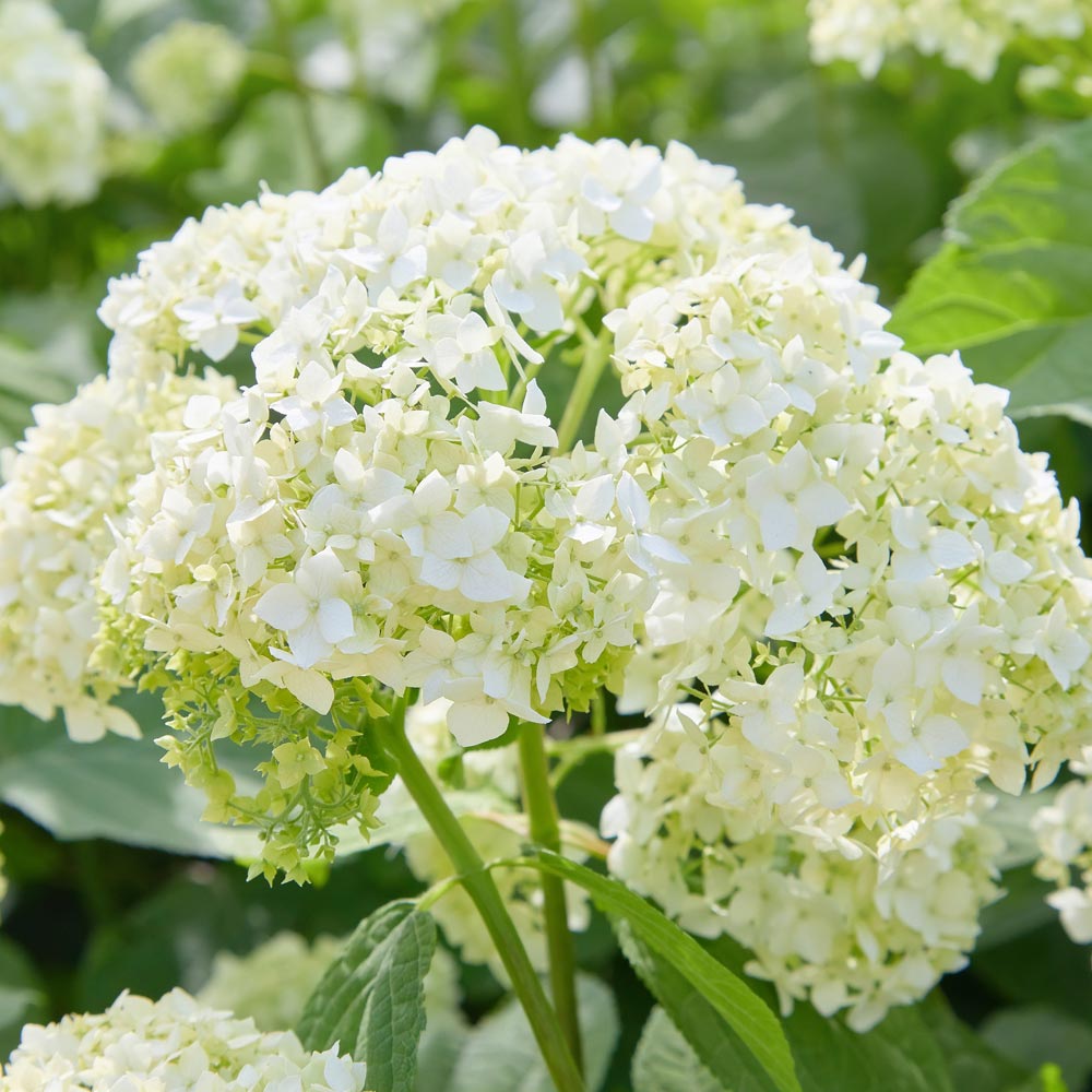 Hydrangea 'Annabelle'