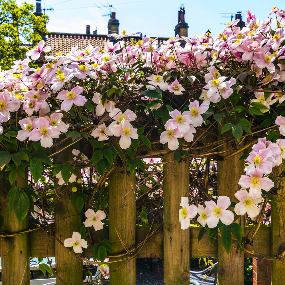 Clematis montana 'Mayleen'