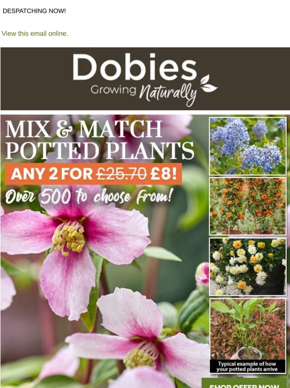ANY 2 for £8 on Potted Perennials, Shrubs & Climbers!