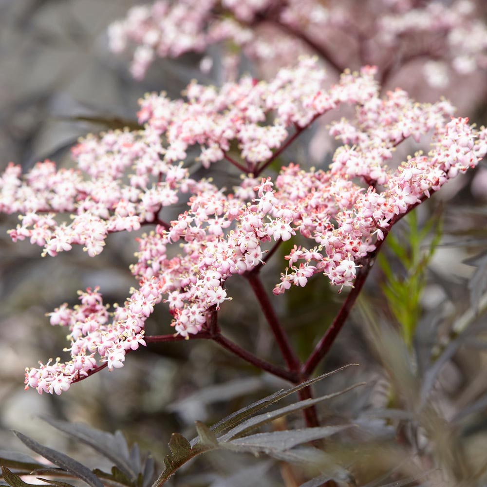 Sambucus 'Black Lace'