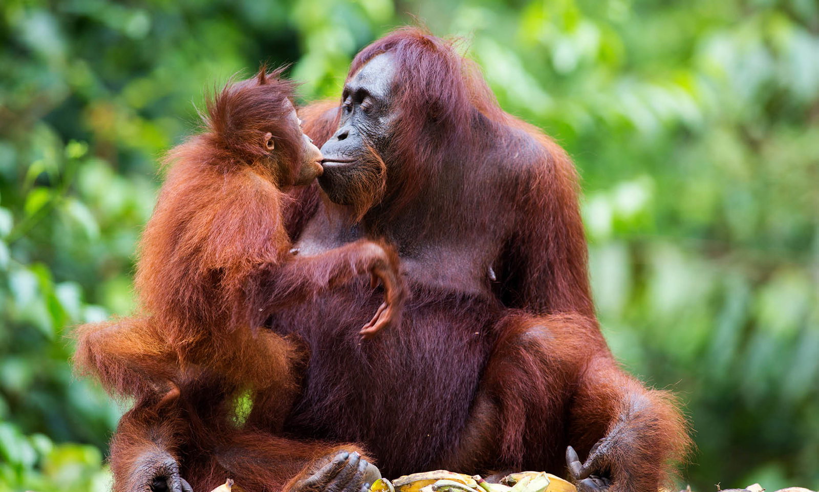 System.Data.DataRow