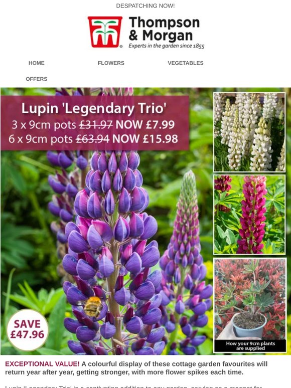 3 Potted Lupins for £7.99 (was £31.97)