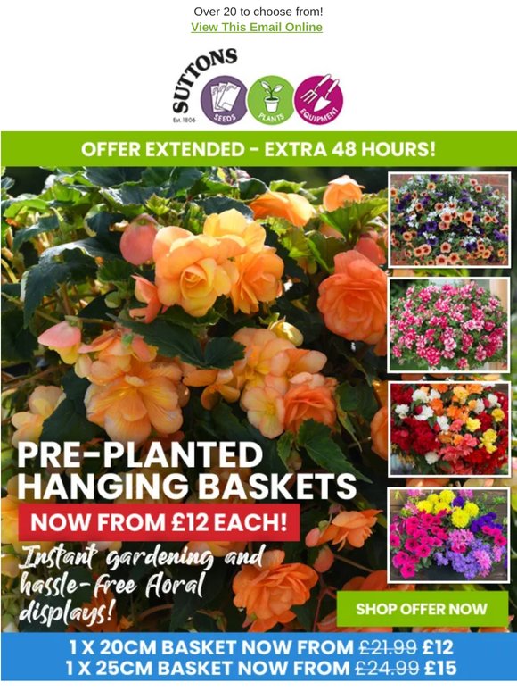 Pre-Planted Hanging Baskets ONLY £12 EACH! EXTRA 48 HOURS!