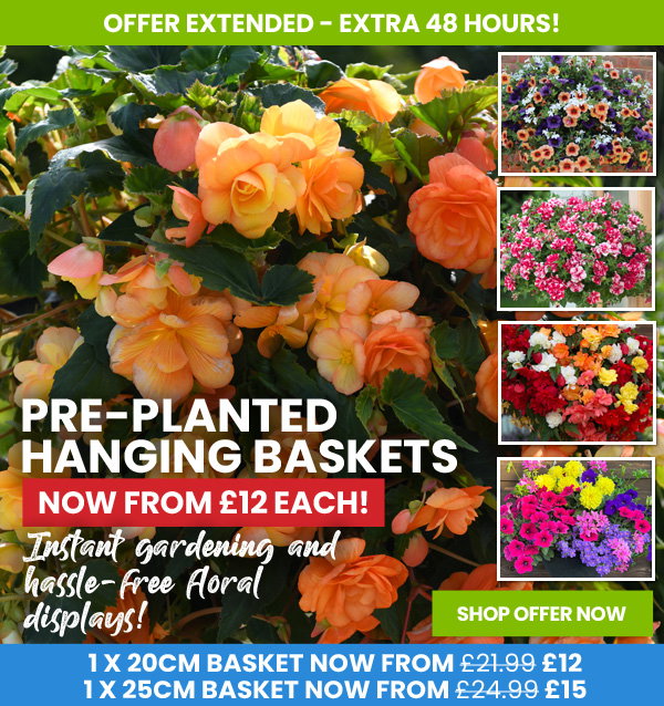 Pre-Planted Hanging Baskets