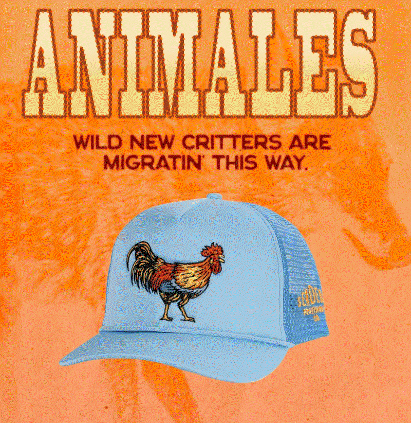 Brand New Animals!