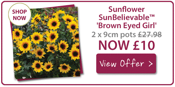 2 SunBelievable pots for £5 each!