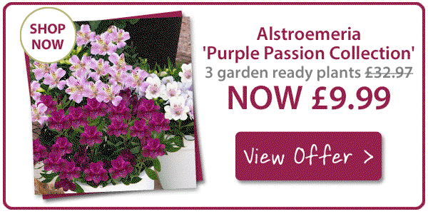 Jumbo Alstroemeria Plants - Only £3.33 each