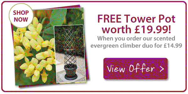 FREE Tower Pot worth £19.99!