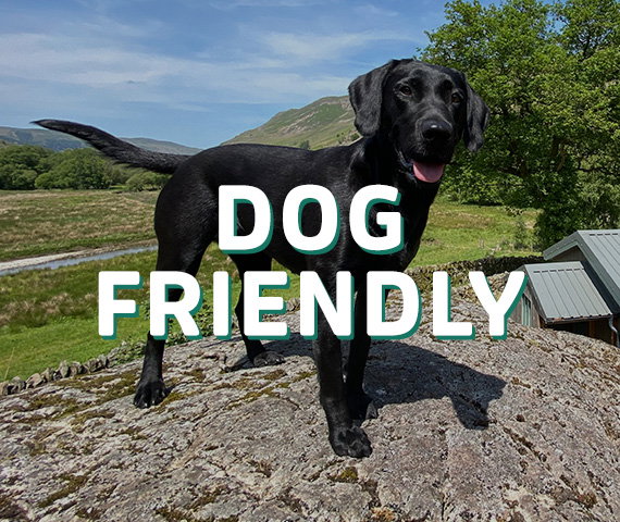 DOG FRIENDLY