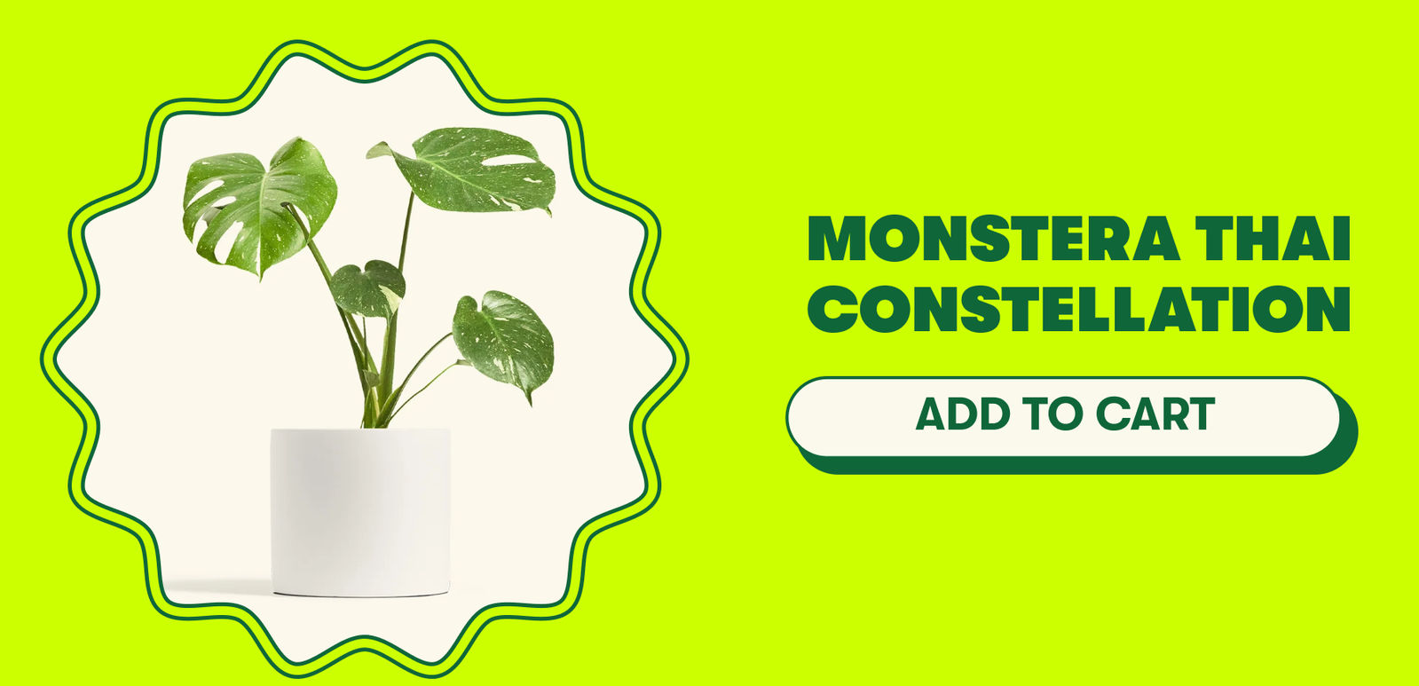 Monstera Thai Constellation