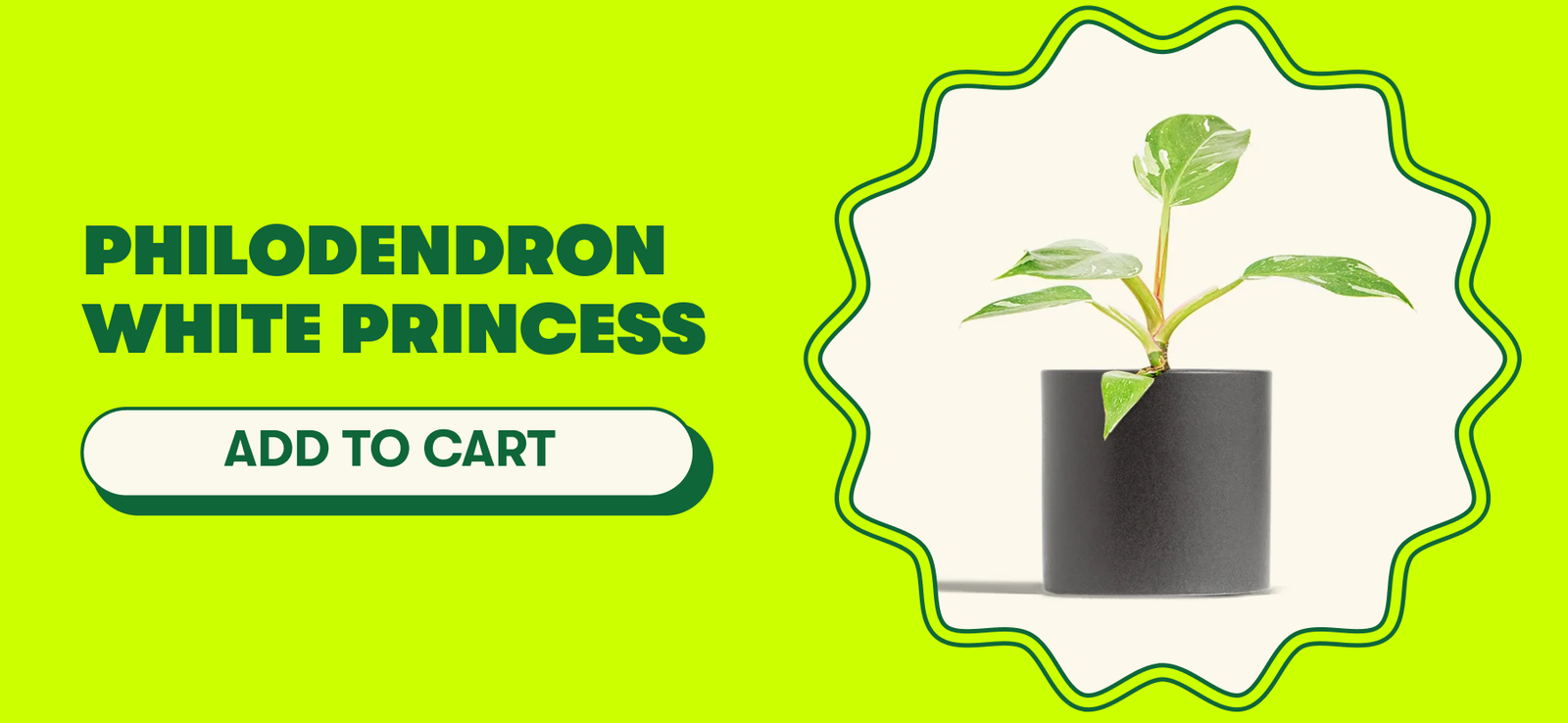 Philodendron White Princess