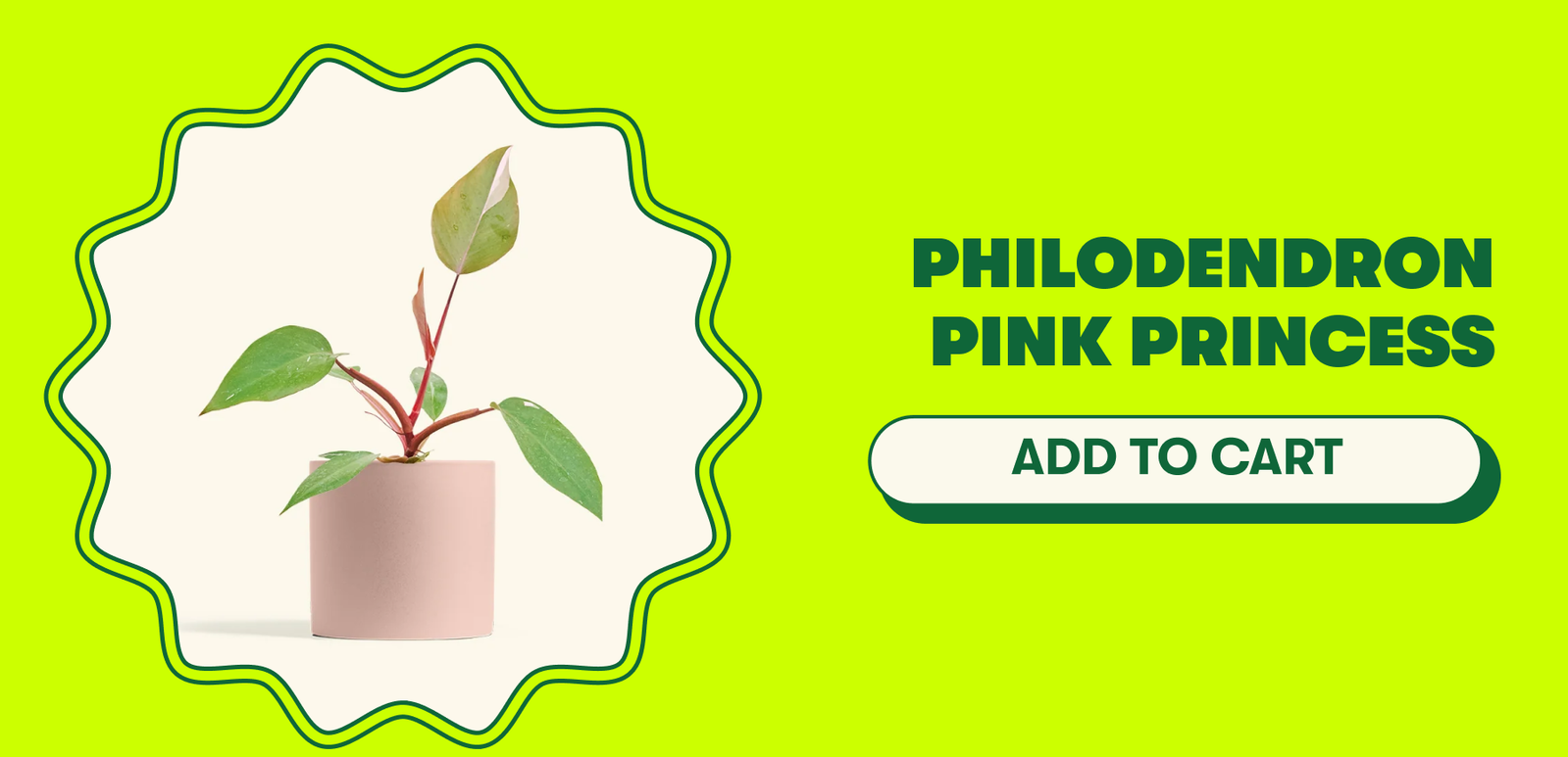 Philodendron Pink Princess
