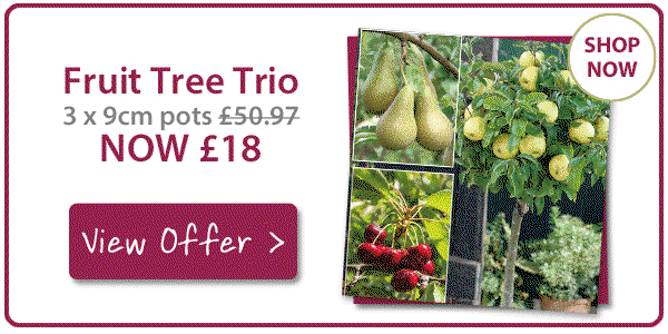 Patio Apple, Pear & Cherry Trees now £6 each!