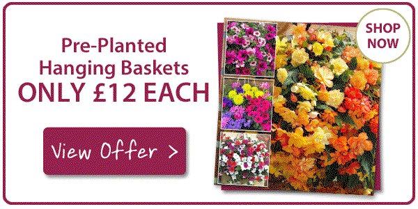 Pre-Planted Hanging Baskets ONLY £12 EACH!