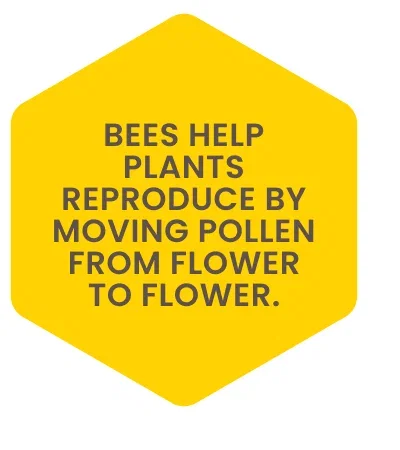 Bees help plants reproduce by moving pollen from flower to flower.