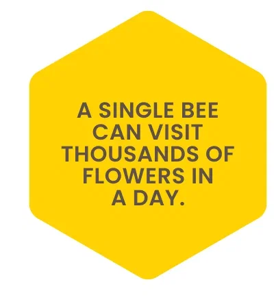 A single bee can visit thousands of flowers in