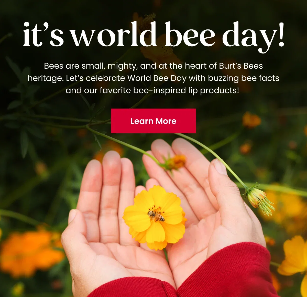 It's world bee day! Bees are small, mighty, and at the heart of Burt’s Bees heritage. Let’s celebrate World Bee Day with buzzing bee facts and our favorite bee-inspired lip products! Button: Learn More
