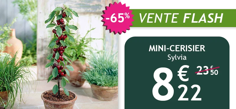 Le mini-cerisier Sylvia est à -65% soit 8,22€ au lieu de 23,50€ !
