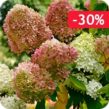 Hortensia paniculé Romantic Ace