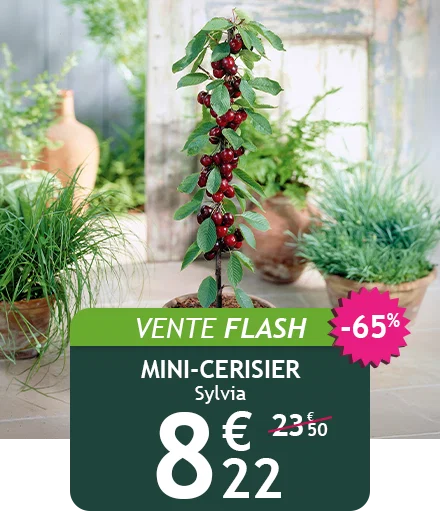 Le mini-cerisier Sylvia est à -65% soit 8,22€ au lieu de 23,50€ !