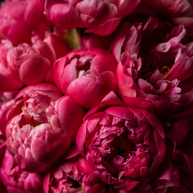 The classic peony