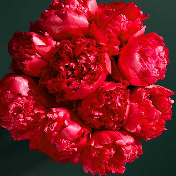 Red Peony Abundance