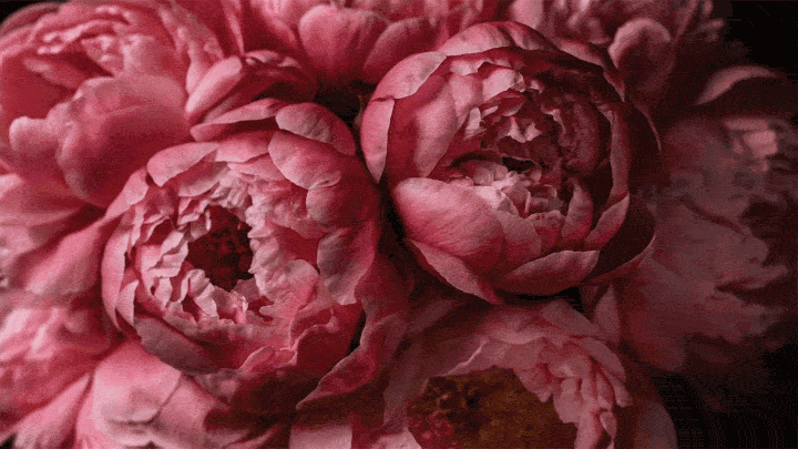 Picture-perfect peonies