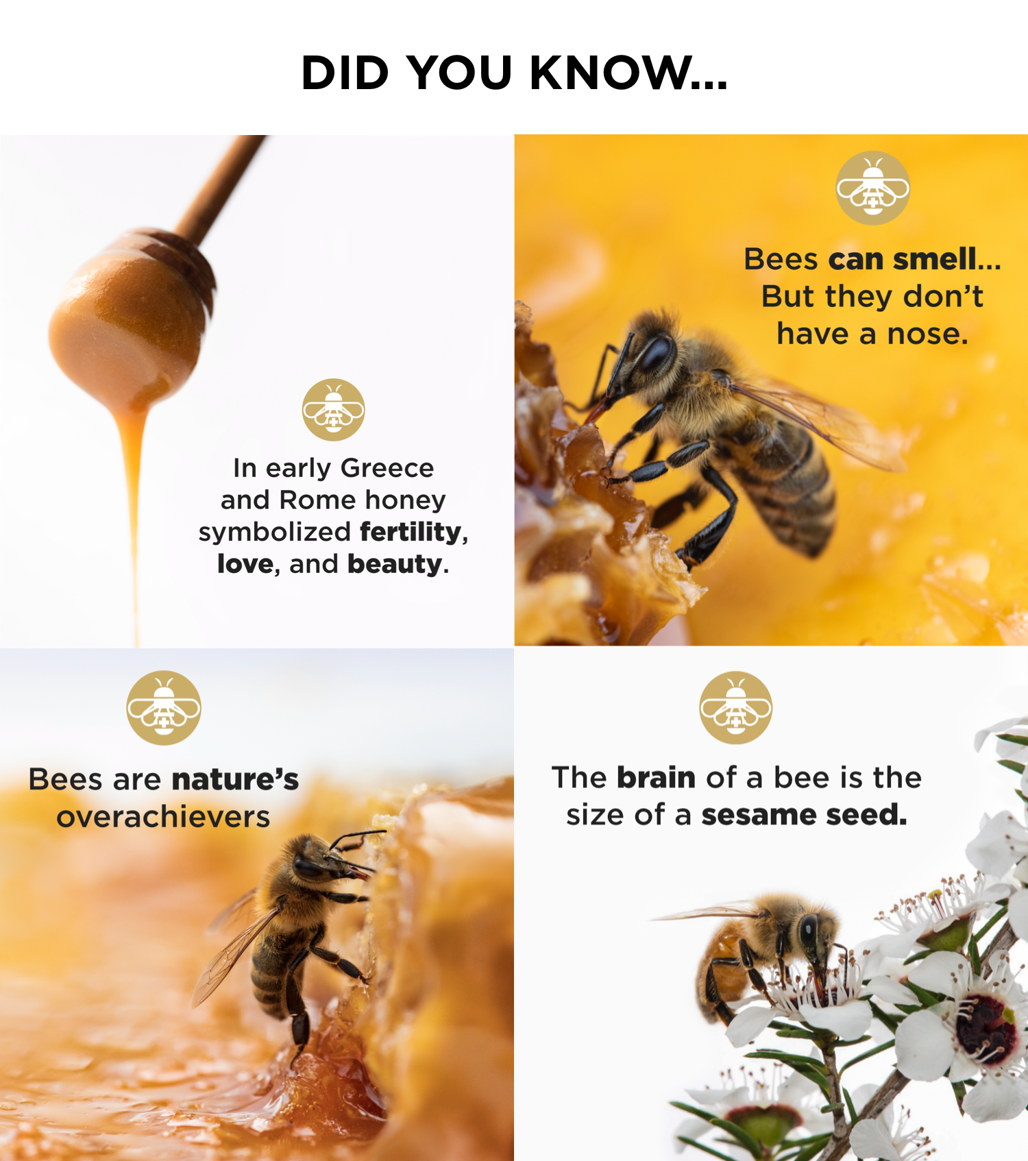 DID YOU KNOW... In early Greece and Rome honey symbolized fertility, love, and beauty. | Bees can smell... But they don't have a nose. | Bees are nature's overachievers | The brain of a bee is the size of a sesame seed.