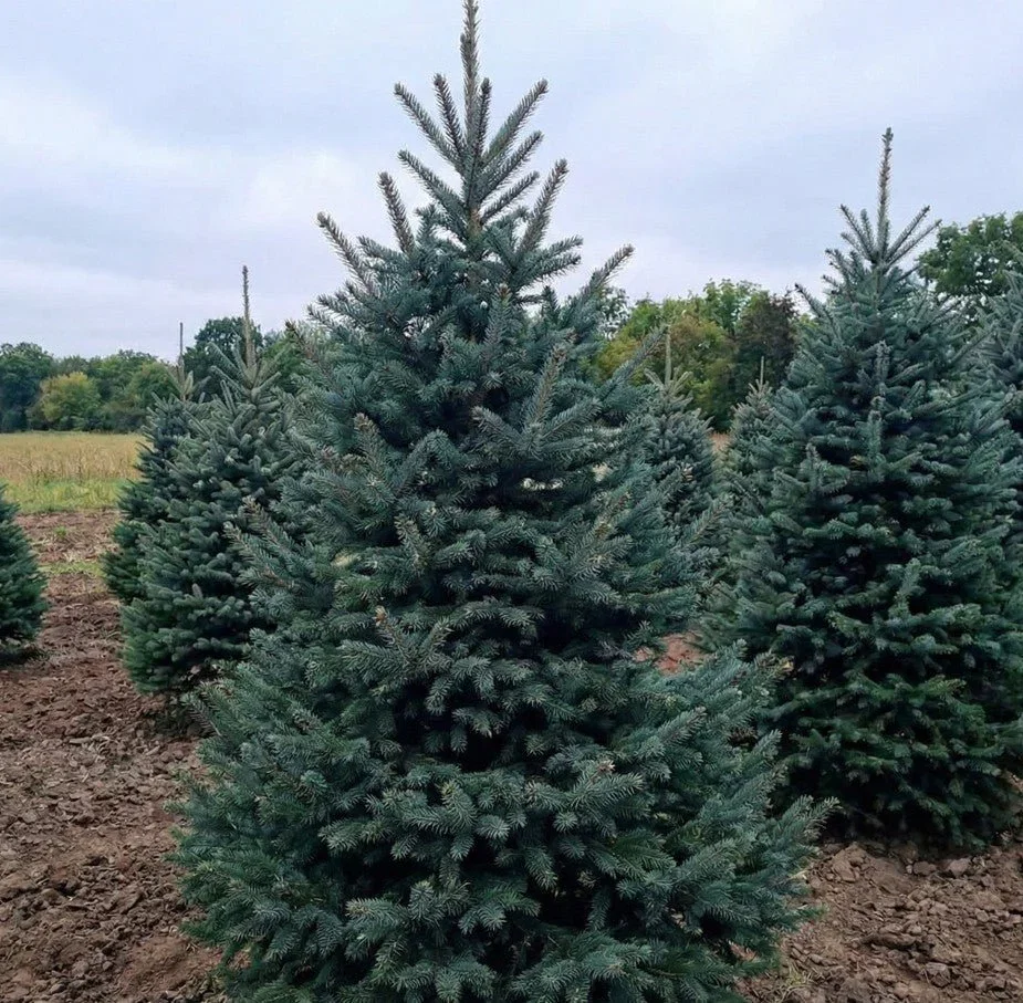 Image of Montrose Charm White Spruce