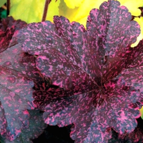 Image of Midnight Rose Coral Bells