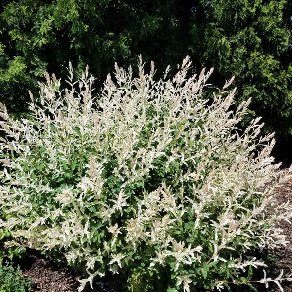 Image of Dappled Willow