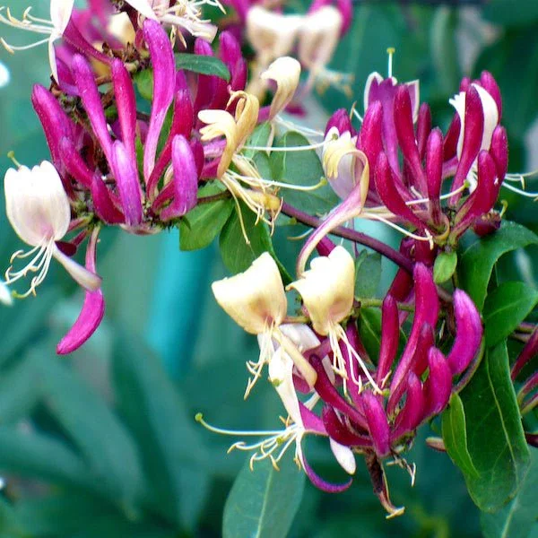 Image of Peaches and Cream Honeysuckle Vine