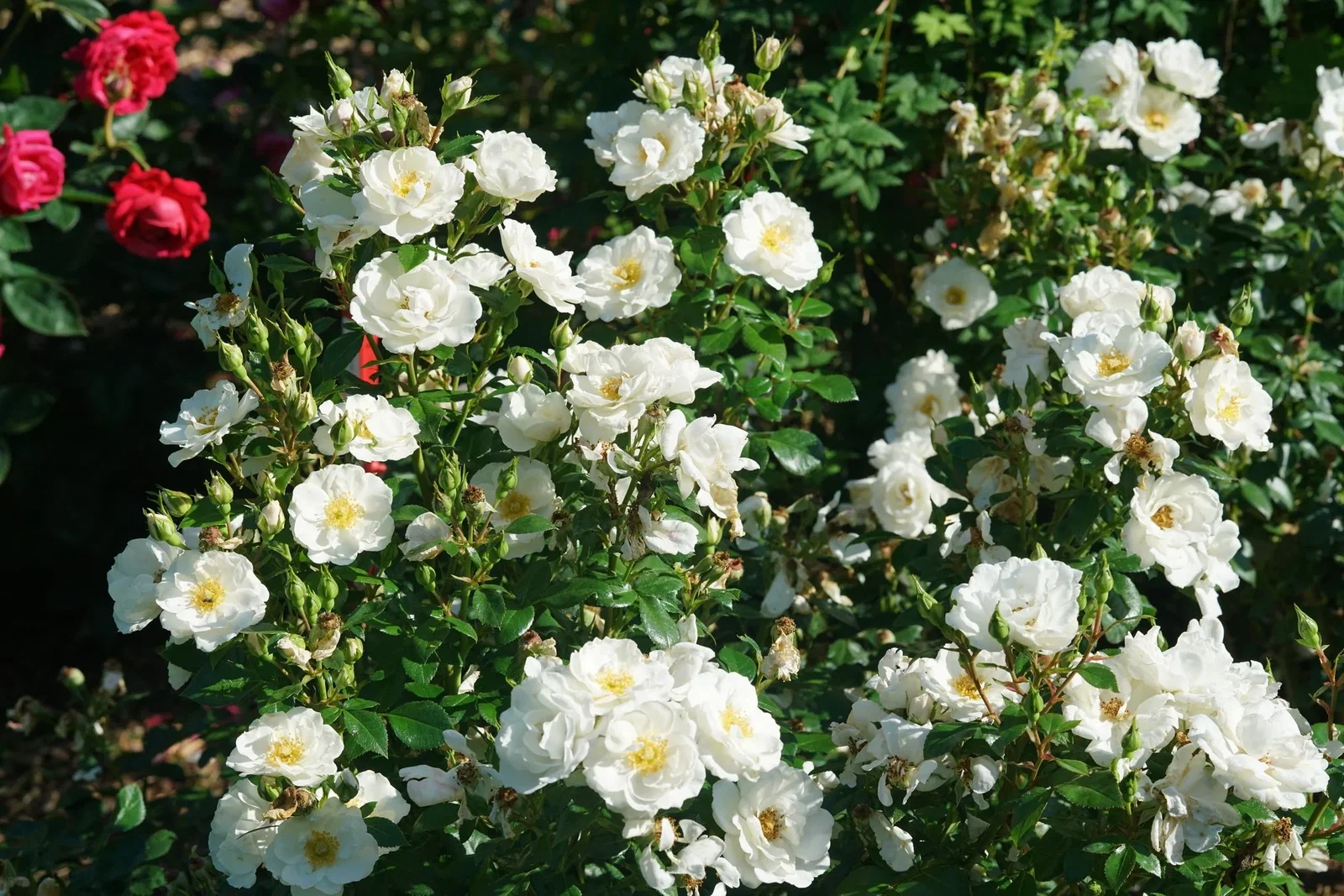 Image of Oso Easy Ice Bay® Landscape Rose